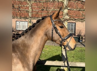 NRPS, Merrie, 3 Jaar, 154 cm, Bruin