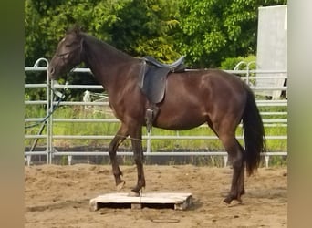 NRPS, Merrie, 3 Jaar, 158 cm, Falbe
