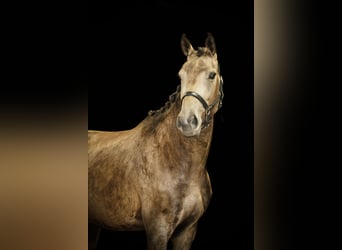 NRPS, Merrie, 3 Jaar, 165 cm, Buckskin