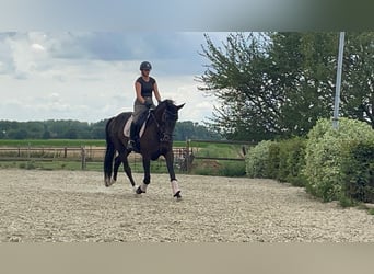 NRPS, Merrie, 3 Jaar, 168 cm, Donkerbruin
