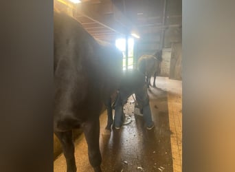 NRPS, Merrie, 3 Jaar, 173 cm, Appaloosa