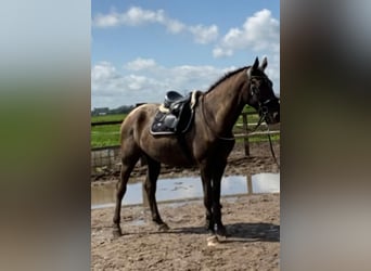 NRPS, Merrie, 3 Jaar, 173 cm, Appaloosa