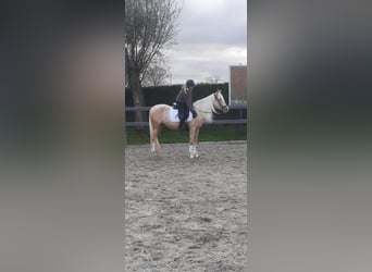 NRPS, Merrie, 3 Jaar, Palomino