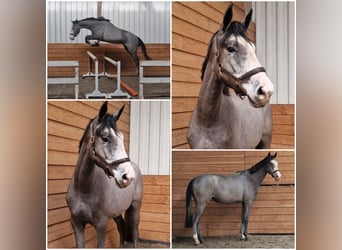 NRPS, Merrie, 3 Jaar