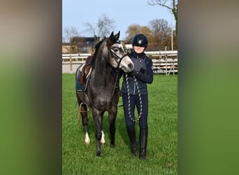 NRPS, Merrie, 4 Jaar, 132 cm, Schimmel