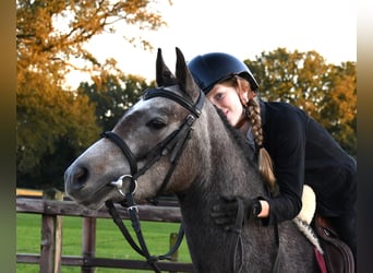 NRPS, Merrie, 4 Jaar, 132 cm, Schimmel