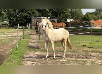 NRPS, Merrie, 4 Jaar, 137 cm, Cremello