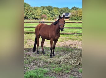 NRPS, Merrie, 4 Jaar, 147 cm, Bruin