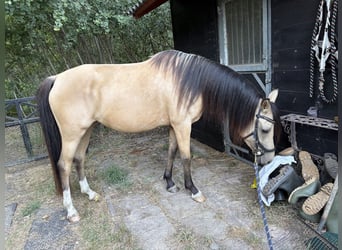 NRPS, Merrie, 4 Jaar, 147 cm, Buckskin