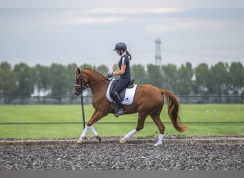 NRPS, Merrie, 4 Jaar, 147 cm, Vos