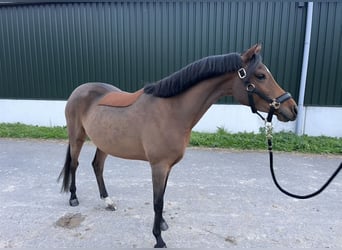 NRPS, Merrie, 4 Jaar, 148 cm, Bruin