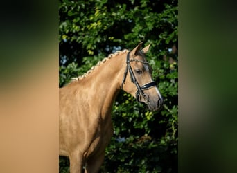 NRPS, Merrie, 4 Jaar, 148 cm, Palomino