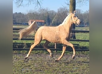 NRPS, Merrie, 4 Jaar, 148 cm, Palomino