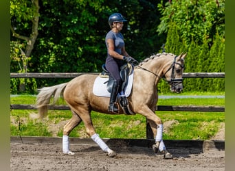 NRPS, Merrie, 4 Jaar, 150 cm, Palomino