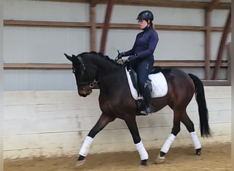 NRPS, Merrie, 4 Jaar, 165 cm, Donkerbruin