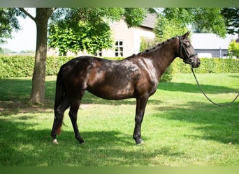 NRPS, Merrie, 4 Jaar, 165 cm, Donkerbruin