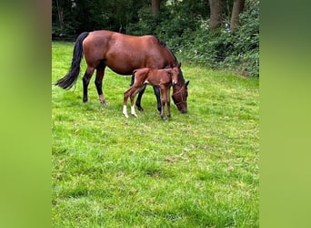 NRPS, Merrie, 4 Jaar, 166 cm, Bruin
