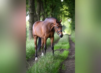 NRPS, Merrie, 4 Jaar, 168 cm