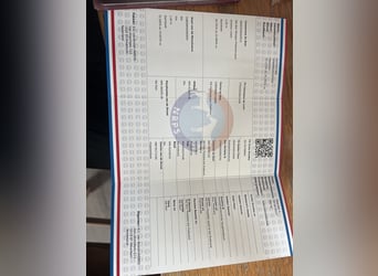 NRPS, Merrie, 5 Jaar, 147 cm, Palomino