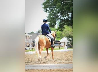 NRPS, Merrie, 5 Jaar, 147 cm, Palomino