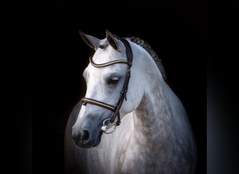 NRPS, Merrie, 5 Jaar, 147 cm, Schimmel