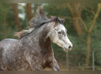 NRPS, Merrie, 5 Jaar, 150 cm, Zwartschimmel