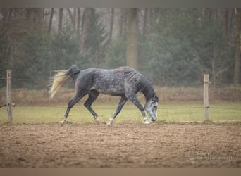 NRPS, Merrie, 5 Jaar, 150 cm, Zwartschimmel