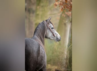 NRPS, Merrie, 5 Jaar, 150 cm, Zwartschimmel