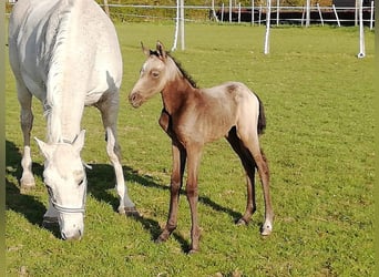 NRPS, Merrie, 5 Jaar, 153 cm, Schimmel