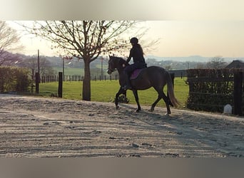 NRPS, Merrie, 5 Jaar, 153 cm, Schimmel