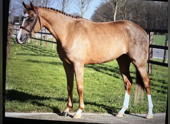 NRPS, Merrie, 6 Jaar, 146 cm, Vos