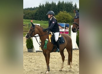 NRPS, Merrie, 6 Jaar, 146 cm, Vos