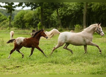 NRPS, Merrie, 6 Jaar, 147 cm, Appaloosa
