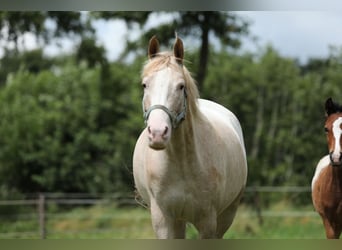 NRPS, Merrie, 6 Jaar, 147 cm, Appaloosa