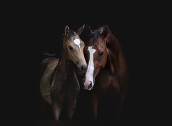 NRPS, Merrie, 6 Jaar, 165 cm, Bruin