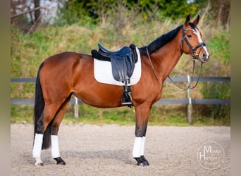 NRPS, Merrie, 6 Jaar, 165 cm