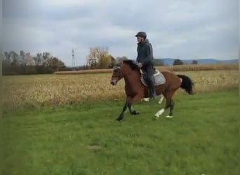 NRPS, Merrie, 8 Jaar, 145 cm, Bruin