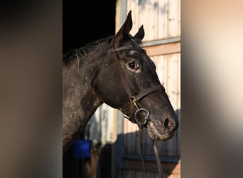 NRPS, Merrie, 8 Jaar, 165 cm, Appaloosa