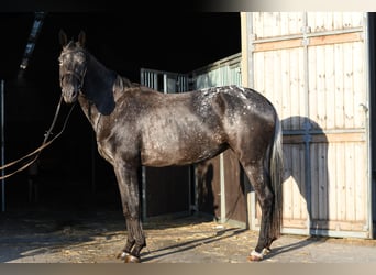 NRPS, Merrie, 8 Jaar, 165 cm, Appaloosa