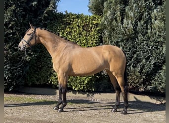 NRPS, Merrie, 8 Jaar, 165 cm, Buckskin