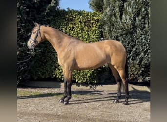 NRPS, Merrie, 8 Jaar, 165 cm, Buckskin