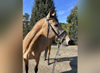 NRPS, Merrie, 8 Jaar, 165 cm, Buckskin