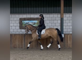 NRPS, Merrie, 8 Jaar, 165 cm, Buckskin