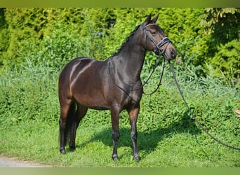 NRPS, Merrie, 9 Jaar, 141 cm, Zwartbruin