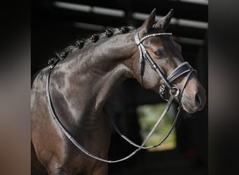 NRPS, Merrie, 9 Jaar, 141 cm, Zwartbruin