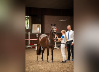 NRPS, Merrie, 9 Jaar, 141 cm, Zwartbruin