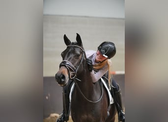 NRPS, Merrie, 9 Jaar, 141 cm, Zwartbruin