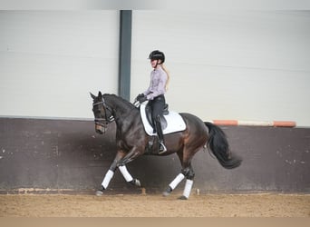 NRPS, Merrie, 9 Jaar, 141 cm, Zwartbruin