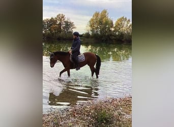 NRPS, Merrie, 9 Jaar, 145 cm, Bruin