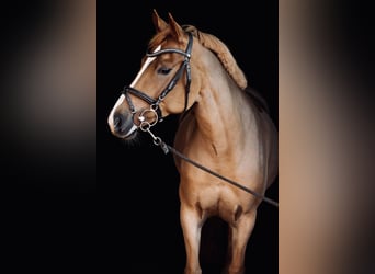 NRPS, Merrie, 9 Jaar, 147 cm, Vos